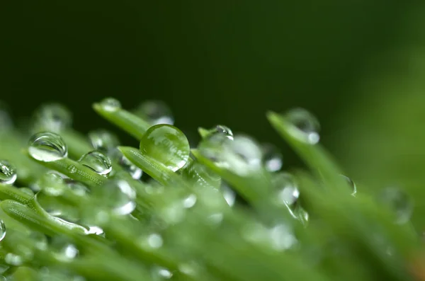 Raindrops Fir Branch Macro — Stock Photo, Image