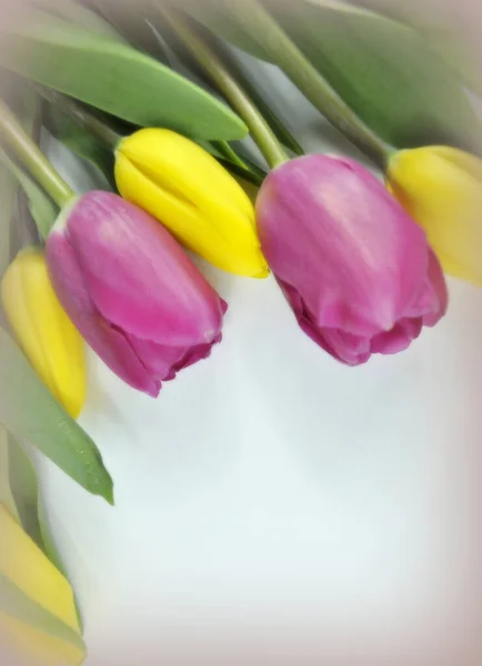 Beautiful Tulips Flowers Petals Flora — Stock Photo, Image