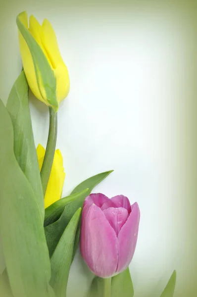 Fleurs Tulipes Printanières — Photo