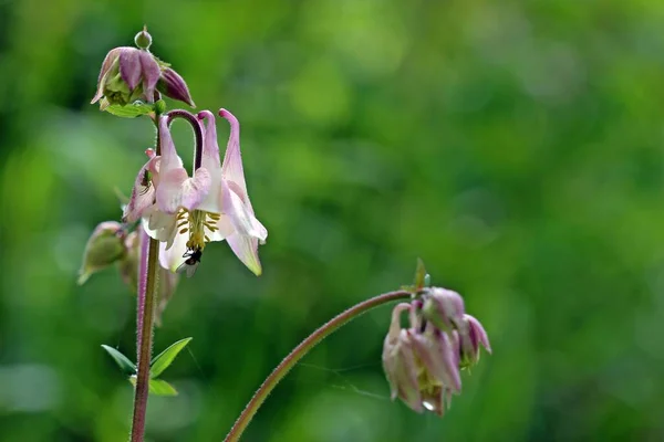 Vacker Botanisk Skott Naturliga Tapeter — Stockfoto