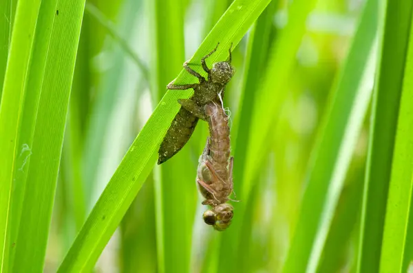 Légy Szitakötő Rovar Odonata Állatvilág — Stock Fotó