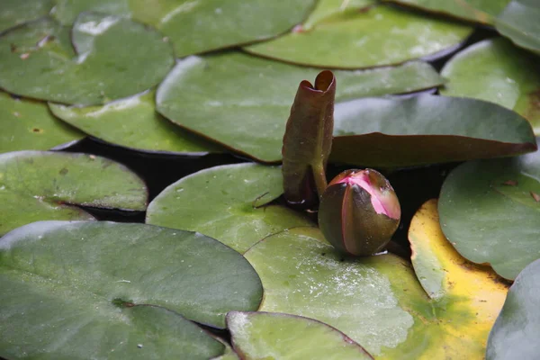 睡蓮の花びら池の植物 — ストック写真