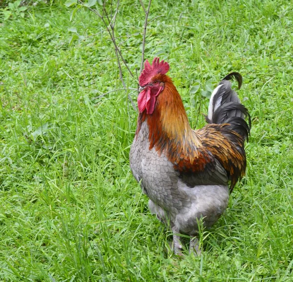 Vacker Utsikt Över Vacker Fågel Naturen — Stockfoto