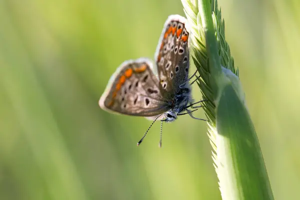 Gros Plan Bug Nature Sauvage — Photo