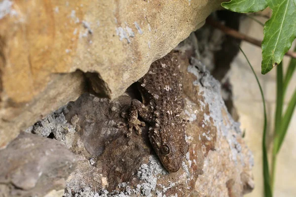 Kertenkele Kertenkele Tropik Hayvan — Stok fotoğraf