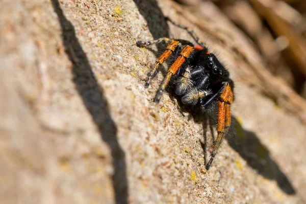 Ugró Pók Philaeus Chrysops — Stock Fotó