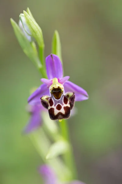 Escénico Flor Colorida Hermosa Orquídea — Foto de Stock