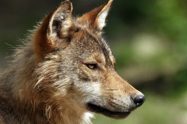 Vista Panorámica Del Lobo Salvaje Naturaleza —  Fotos de Stock