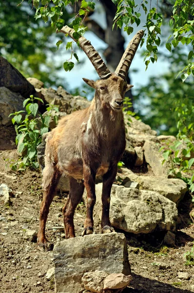 Doğadaki Dağ Keçisi Hayvanı Fauna — Stok fotoğraf