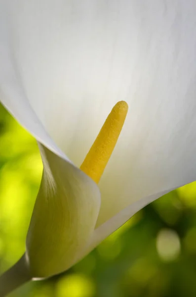 Exotic Calla Lily Flowers Petals Flora Botany — Stock Photo, Image