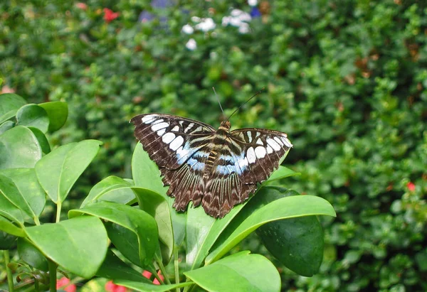 Borboleta Folha Paisagem Natureza Natural Habitat Marrom Azul Branco Inseto — Fotografia de Stock