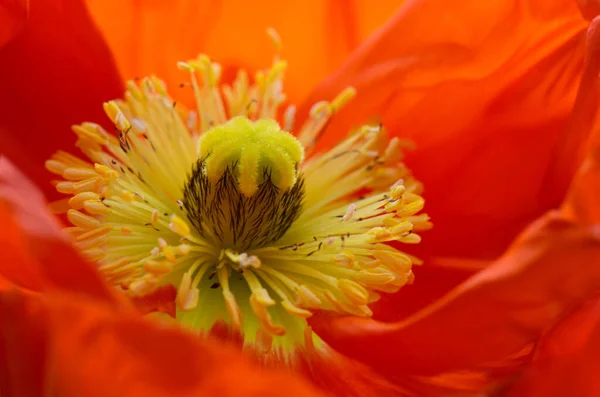 Close View Beautiful Wild Poppy Flowers — Stock Photo, Image