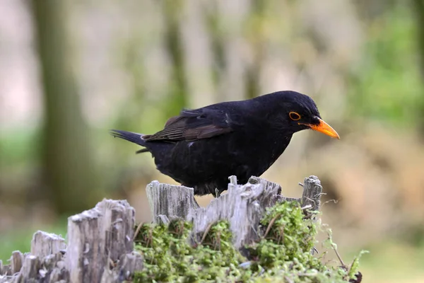 Ala Negra Tronco Árbol — Foto de Stock