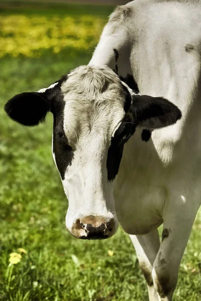 Holsteiner Vaca Color Negro —  Fotos de Stock