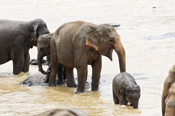 Elefant Barnhem Pinnawala — Stockfoto