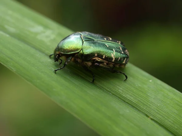 Vue Rapprochée Insecte Nature — Photo