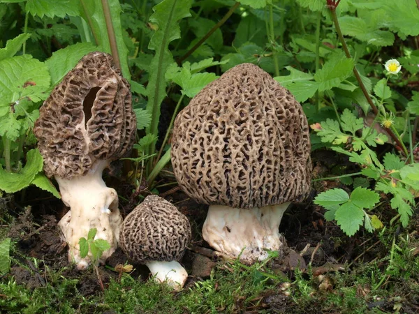 Morilles Épineuses Morchella Conica — Photo