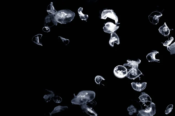 Maneter Havets Undervattensfauna — Stockfoto