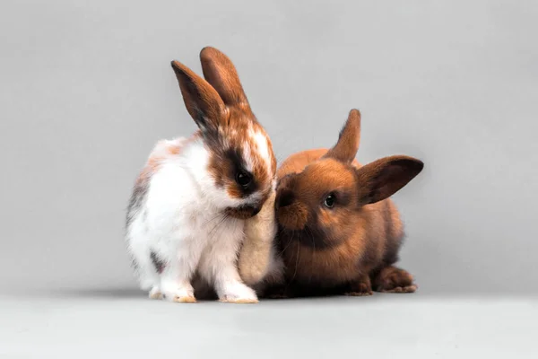 Vista Panorâmica Animais Jovens — Fotografia de Stock