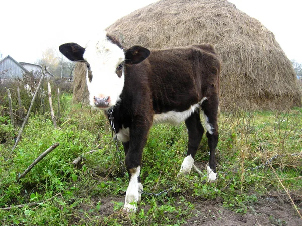 小牛犊接近干草堆的图像 — 图库照片