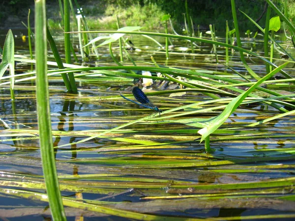 Uçan Yusufçuk Böceği Odonata Fauna — Stok fotoğraf