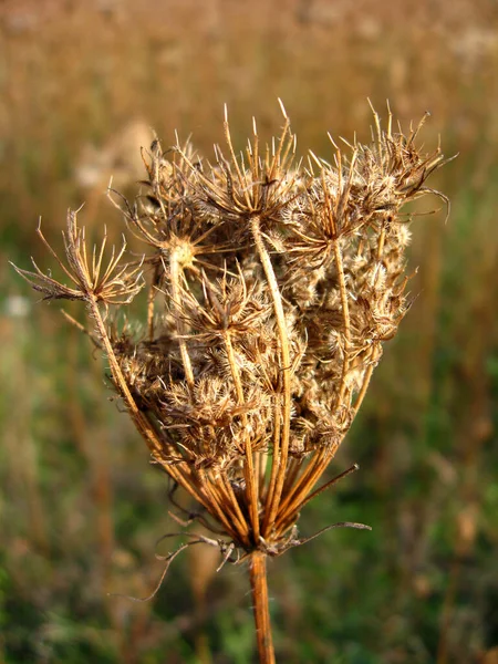 Cicuta Çiçeğinin Kuru Umbel Görüntüsü — Stok fotoğraf