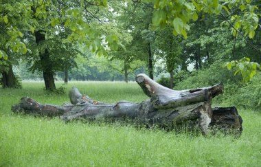 dead tree trunk without branches lies in the meadow in the park clipart