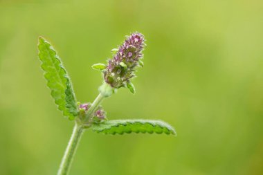 heil-ziest,shortly before flowering / stachys officinalis just beginning to bloom clipart