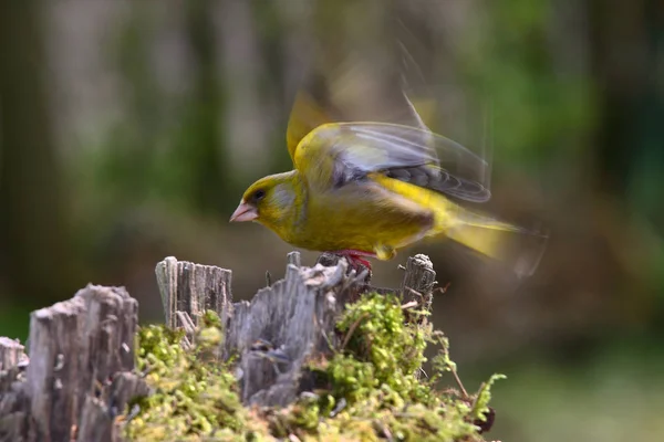 Malerischer Blick Auf Schöne Süße Finkenvogel — Stockfoto