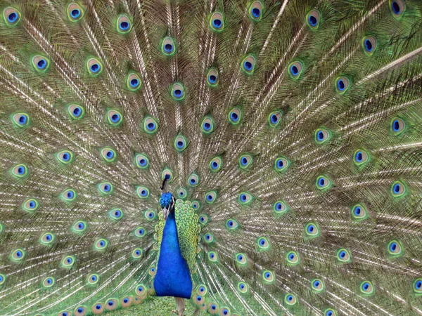 Hintli Peafowl Mavi Peafowl — Stok fotoğraf
