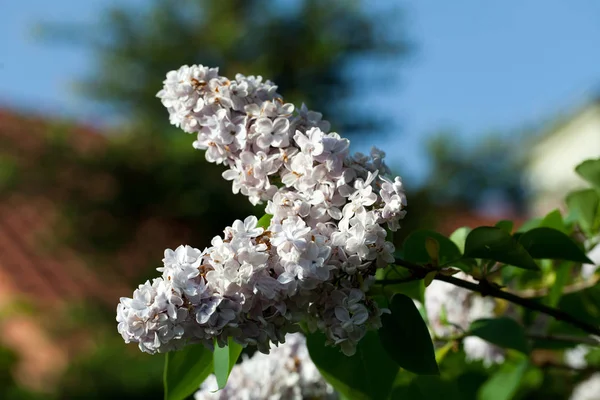 Buisson Lilas Parfumé Dans Jardin Printemps — Photo