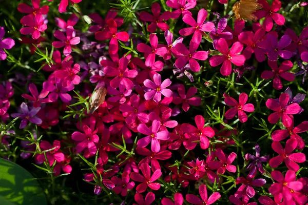 Aubrieta Cultorum 粉红色或紫色的小花 — 图库照片