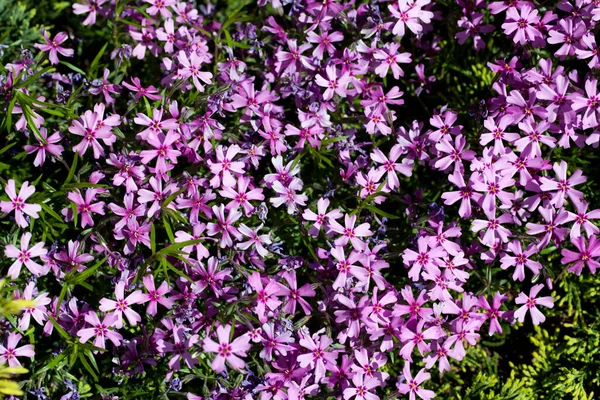 Aubrieta Cultorum 粉红色或紫色的小花 — 图库照片