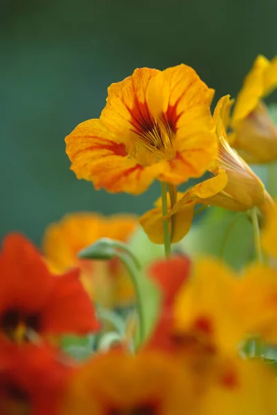 美しい野生のケシの花の近景 — ストック写真