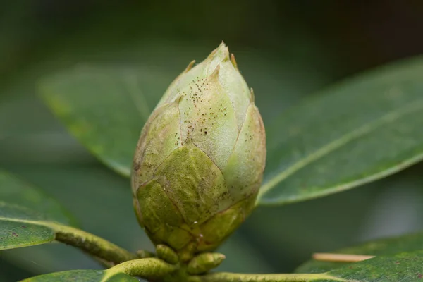 Rhododendron Virág Rügye — Stock Fotó