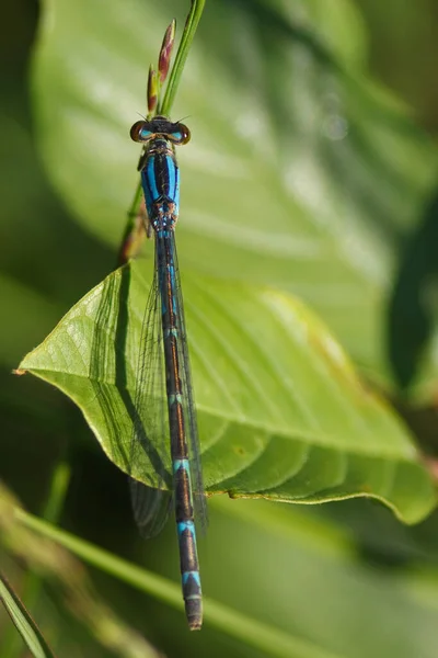 Společný Amor Enallagma Cyathigerum Fena — Stock fotografie