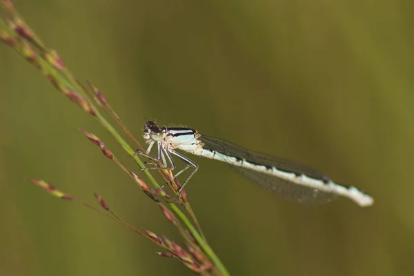 Demoiselle Bleue Commune Enallagma Cyathigerum Femelles — Photo