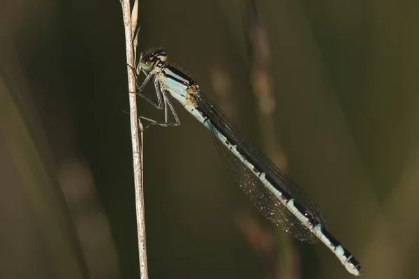 Common Cupid Enallagma Cyathigerum Female — Stock Photo, Image