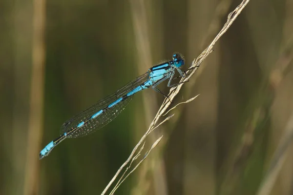 Společný Amor Enallagma Cyathigerum Samec — Stock fotografie