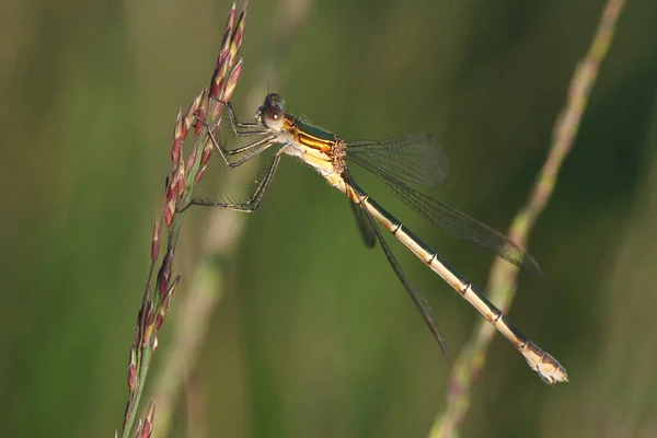 Butejungfer Comum Lestes Sponsa Fêmea — Fotografia de Stock