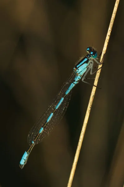 一般的な青のダムセルフライ Enallagma Cyathigerum — ストック写真