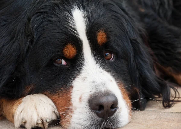 Schilderachtig Uitzicht Van Schattige Puppy Hond — Stockfoto
