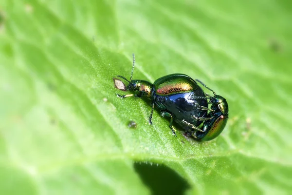 Nahaufnahme Von Insekten Der Natur — Stockfoto