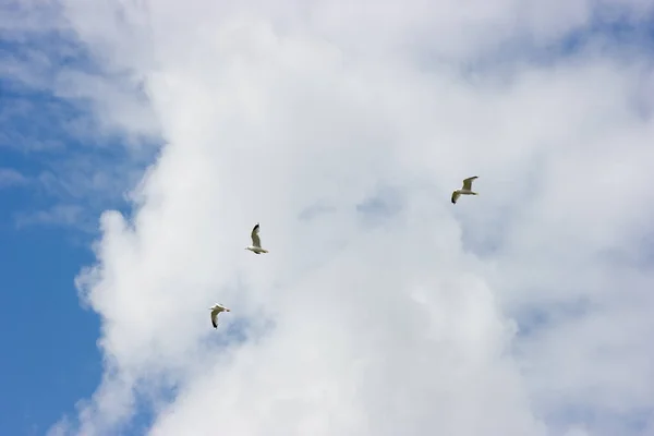 Foto Von Drei Möwen Die Den Sommerhimmel Steigen — Stockfoto