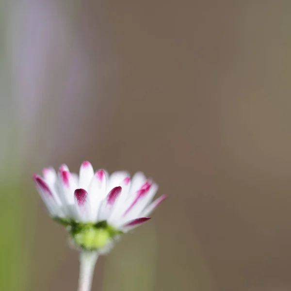 Daisy Full Bloom —  Fotos de Stock