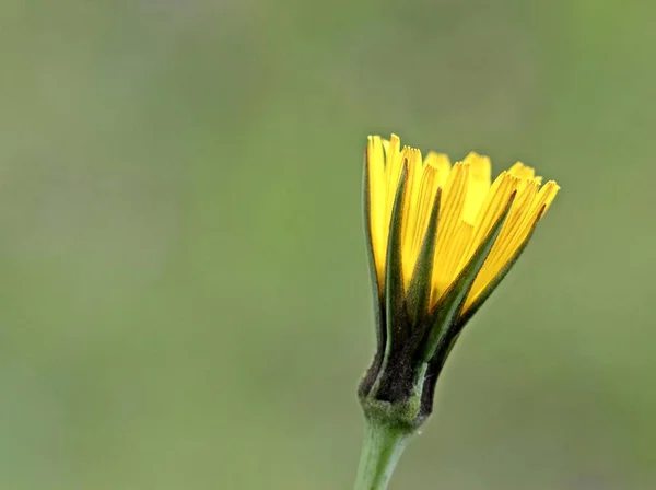 Άνθος Της Γενειάδας Κατσίκας Tragopogon Pratensis — Φωτογραφία Αρχείου