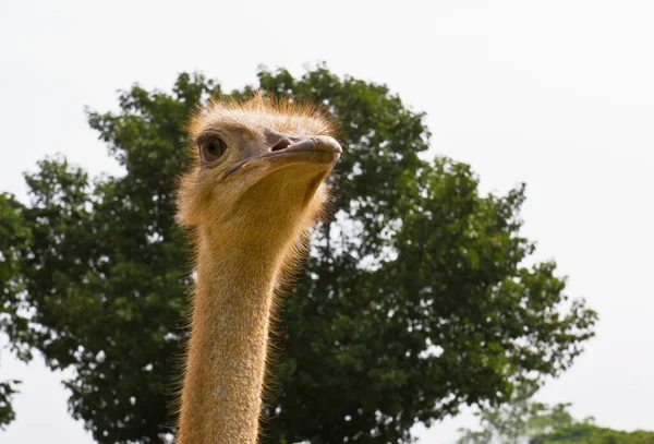 Nahaufnahme Strauß Zoo Thailand — Stockfoto