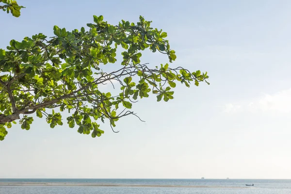 Folhas Verdes Beira Mar Koh Samui Tailândia — Fotografia de Stock