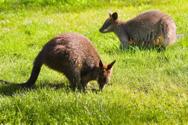 Kangoeroe Dier Australische Fauna — Stockfoto