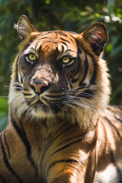 Porträtt Bengalisk Eller Asiatisk Tiger Morgonsolen — Stockfoto